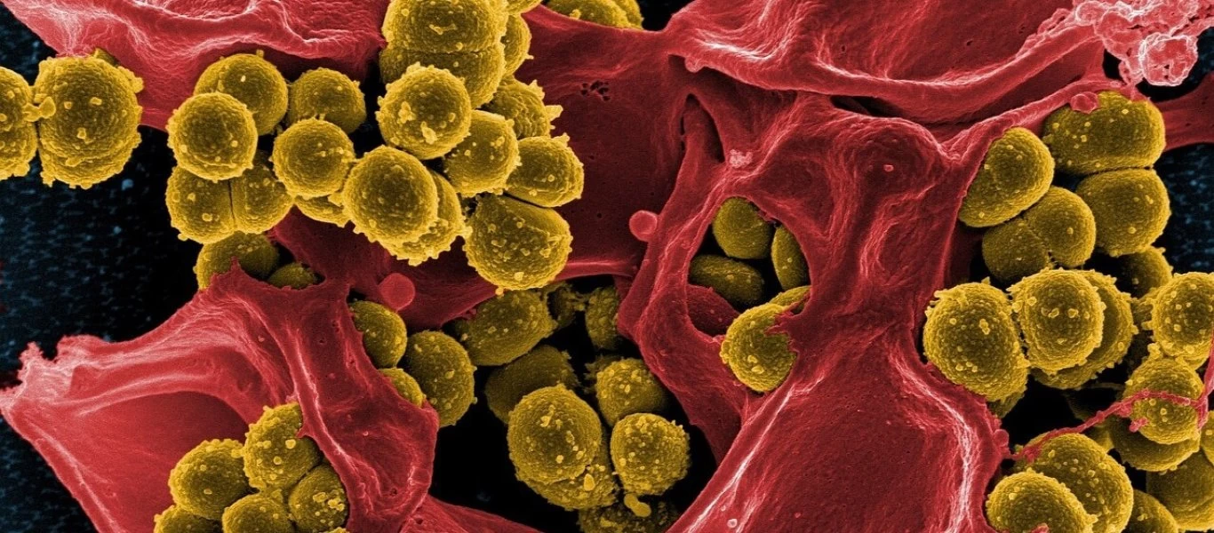 Όλα όσα πρέπει να γνωρίζετε για το μικροβίωμα